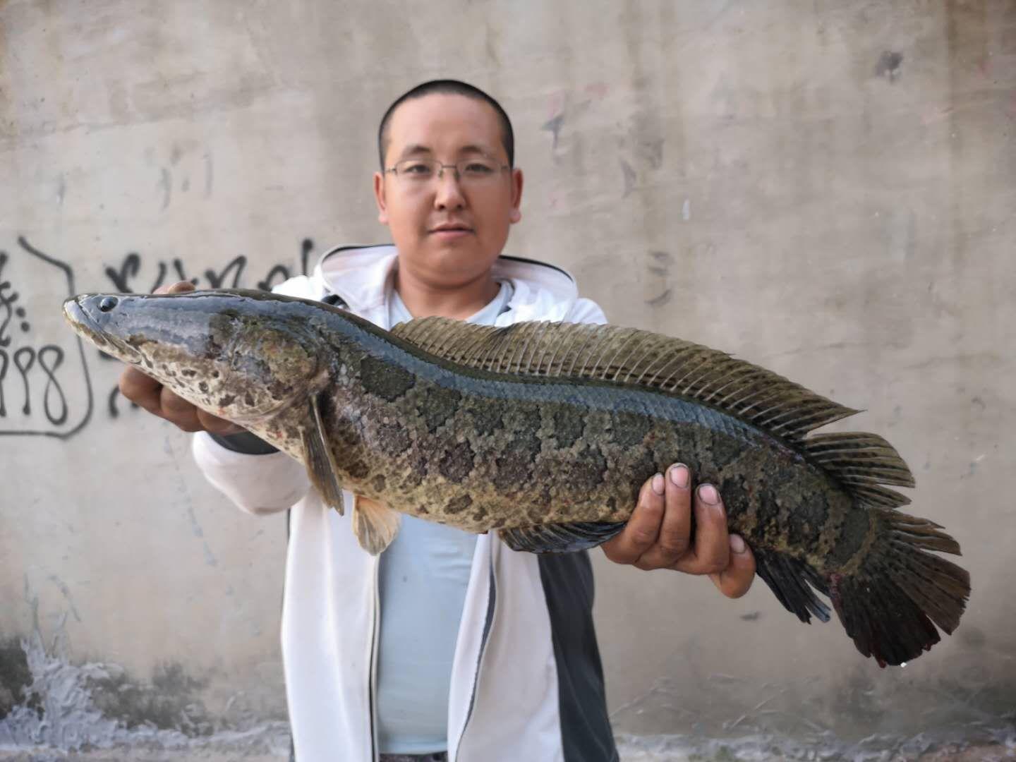 路亞黑魚釣法實戰(zhàn)體驗與深度解析，效果揭秘