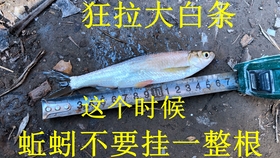 鱗影魚竿，傳承工藝，釣魚新境界的探索者